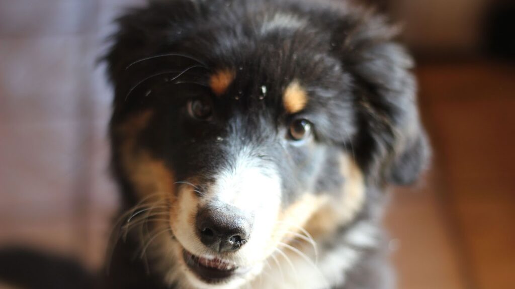 pré adoption chien complicimots annecy