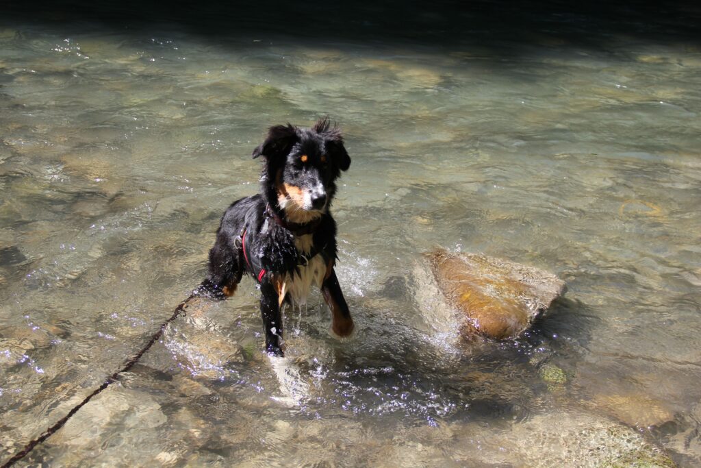 chien longe éducation canine complicimots
