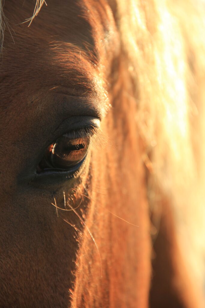 œil cheval communication animale
