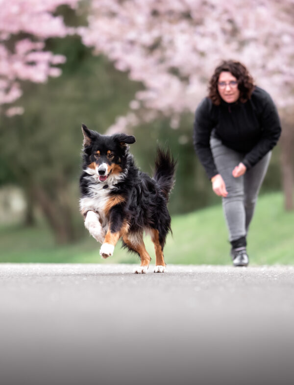 complicimots cours éducation canine