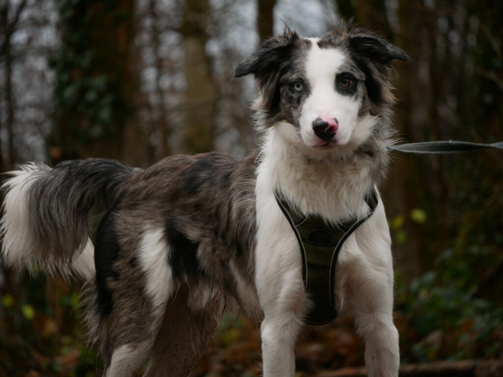cours collectifs seynod chien complicimots
