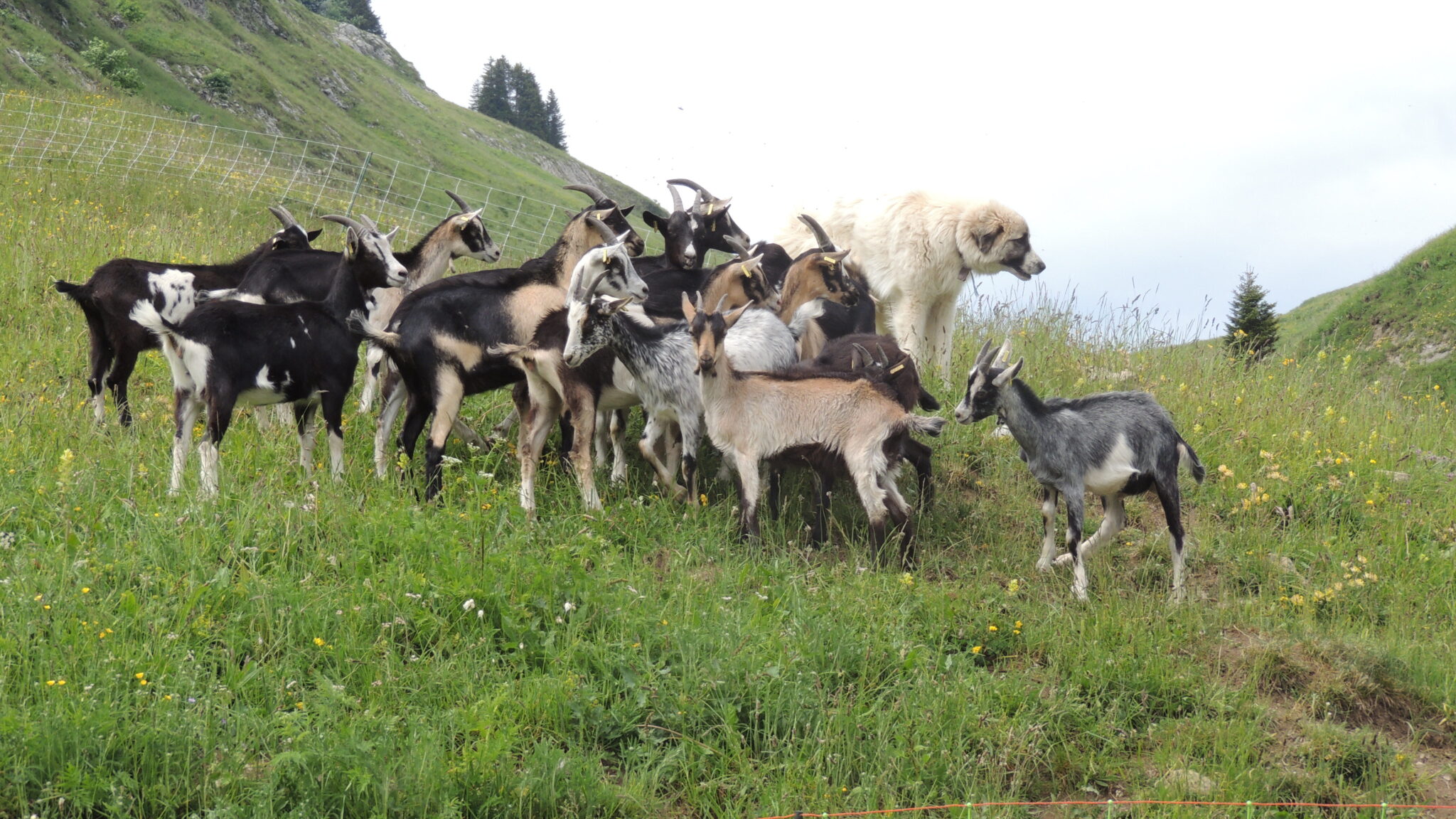 Croiser des chiens de protection : comment réagir ?