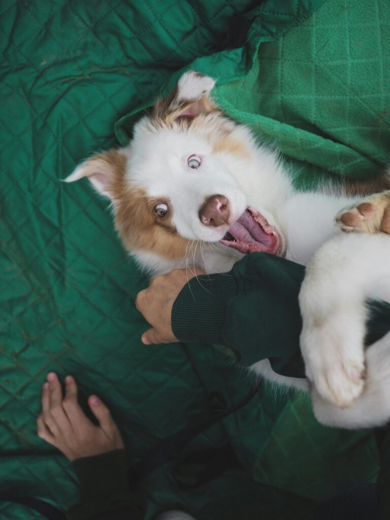 chiot qui mordille complicimots